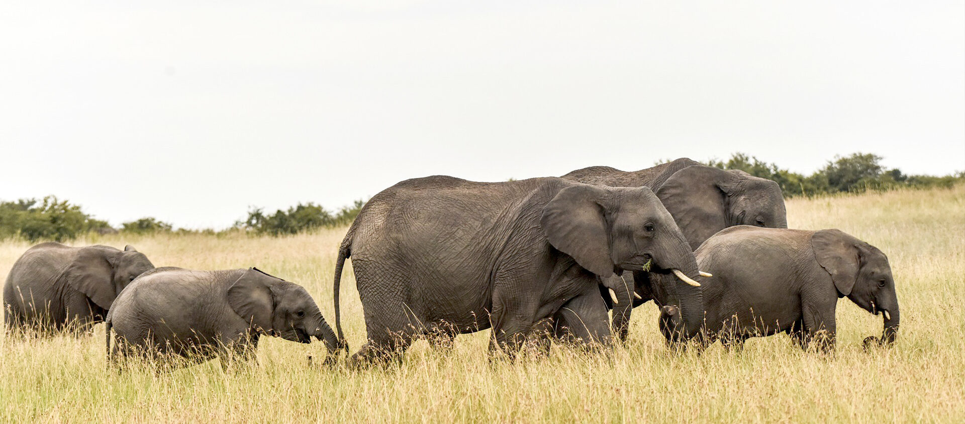 Det händer att elefanter promenerar förbi familjens gård.