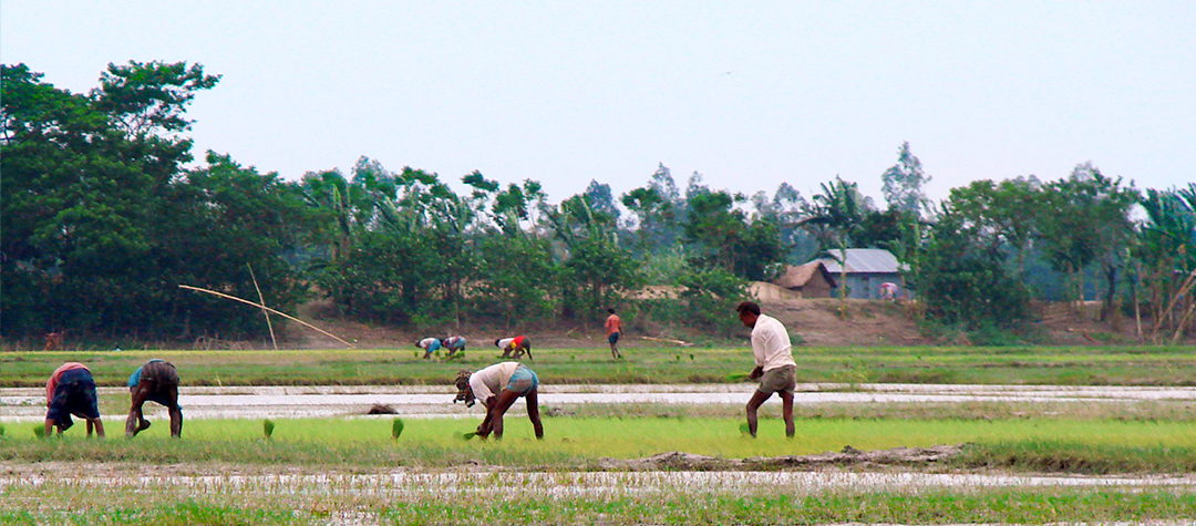 Bangladehs risfält